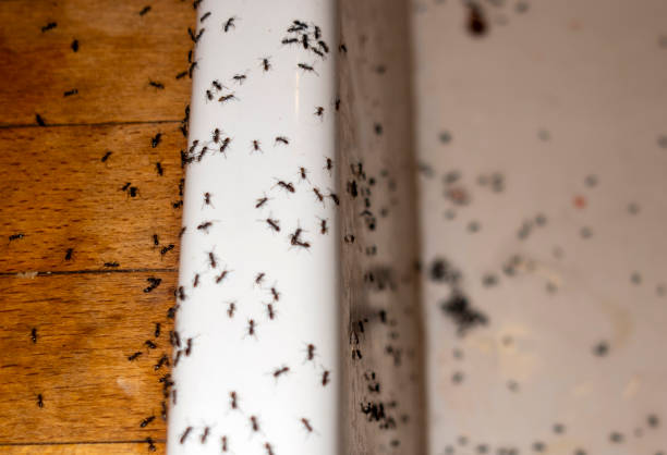 Best Affordable Pest Control Services  in Edgewood, IN